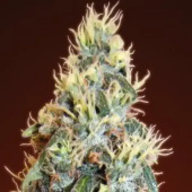 Advanced Seeds Auto Jack Herer Feminised Cannabis Seeds