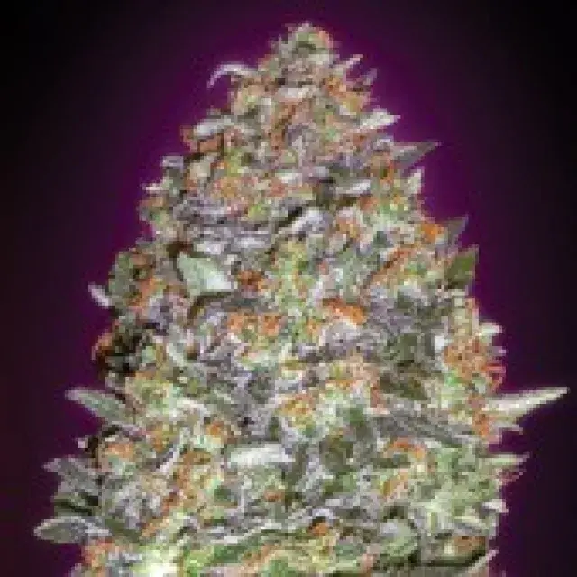 Advanced Seeds Auto NYC Diesel Feminised Cannabis Seeds