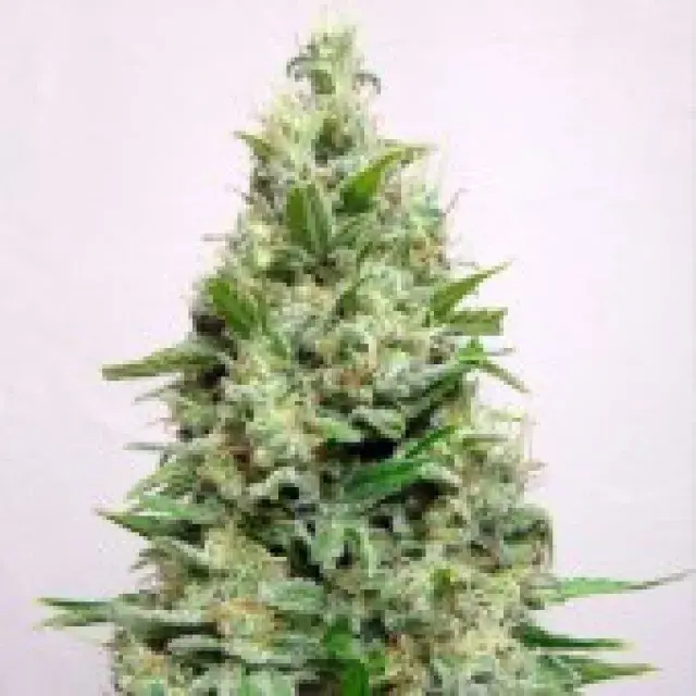 Advanced Seeds Kali 47 Feminised Cannabis Seeds