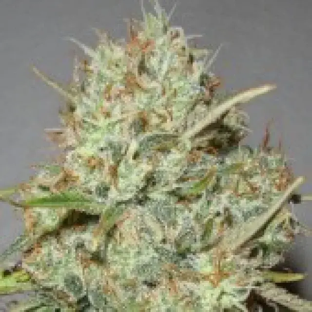 Advanced Seeds Shark Widow Feminised Cannabis Seeds