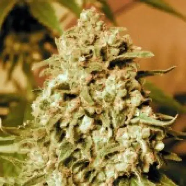 Advanced Seeds Somango Widow Feminised Cannabis Seeds