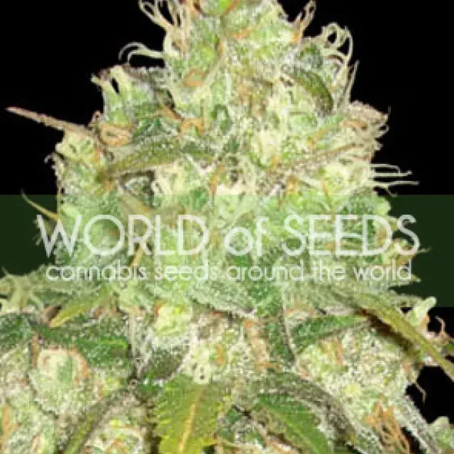 Afghan Kush x Yumbolt Feminised Cannabis Seeds | World of Seeds