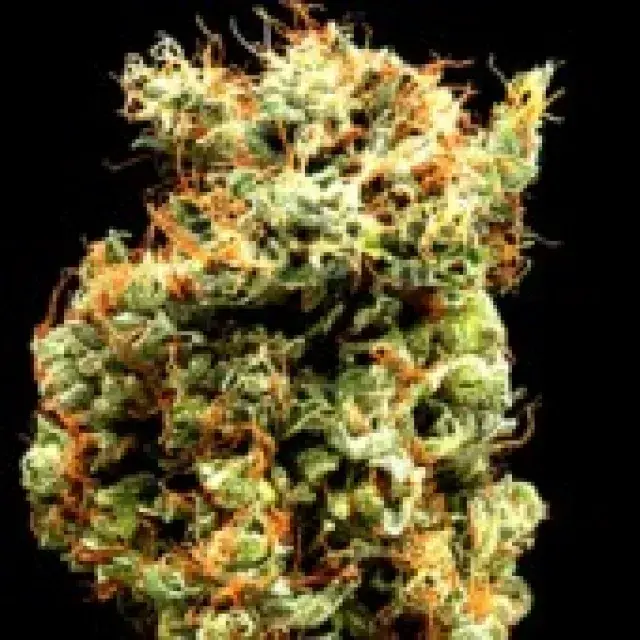 Delta 9 Labs Afghani Mazar 1 Sherif Cannabis Seeds