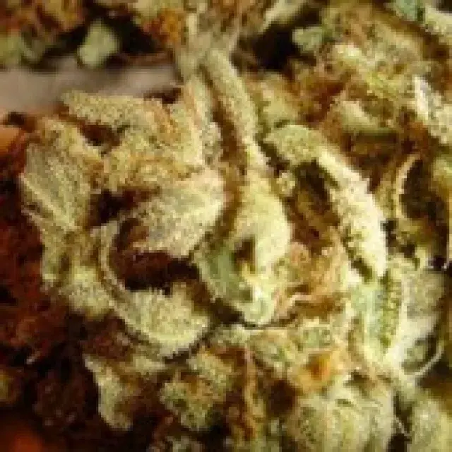 Aiea Regular Cannabis Seeds | Delta 9 Labs