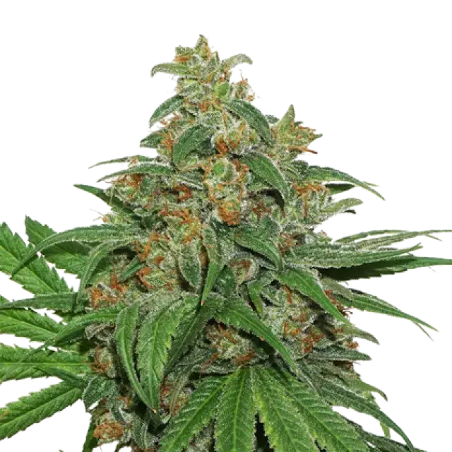 Mack And Crack Auto Feminised Cannabis Seeds | Seed Stockers
