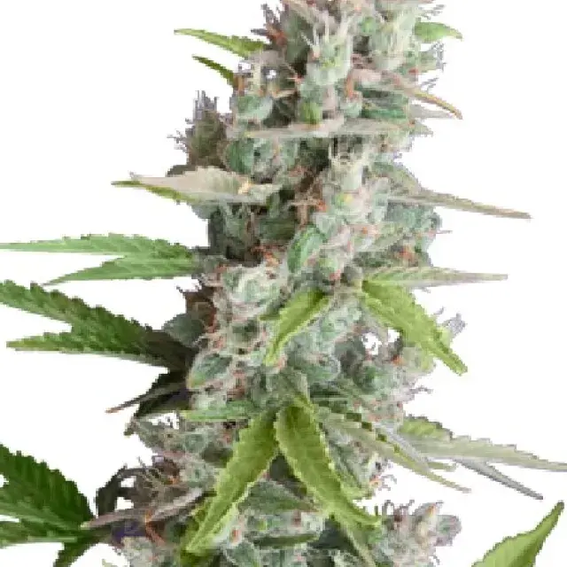 AK Auto Feminised Cannabis Seeds | Seedmakers Seeds