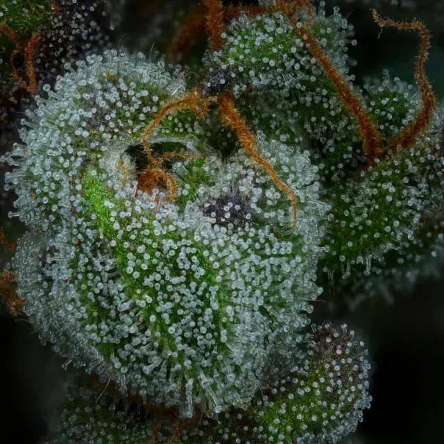 All Gas OG Auto Feminised Cannabis Seeds - Humboldt Seed Company