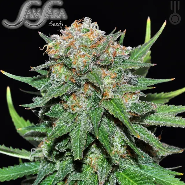 El Alquemista Feminised Cannabis Seeds