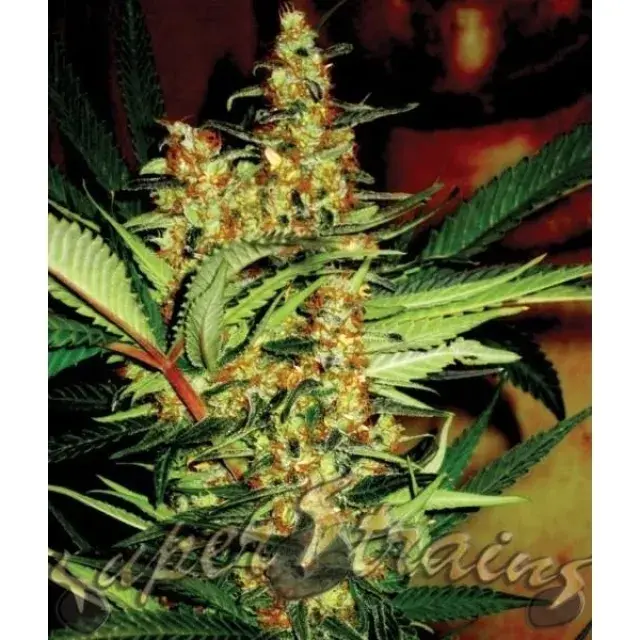 Amajikoym Feminised Cannabis Seeds | Superstrains