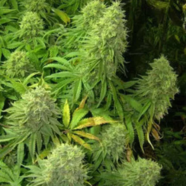 Ambrosia Regular Cannabis Seeds