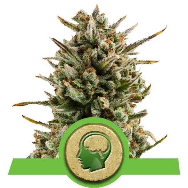 Amnesia Haze Auto Feminised Cannabis Seeds | Royal Queen Seeds