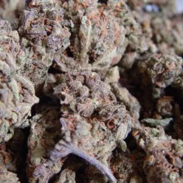 Amnesia Haze Feminised Cannabis Seeds | Soma Seeds