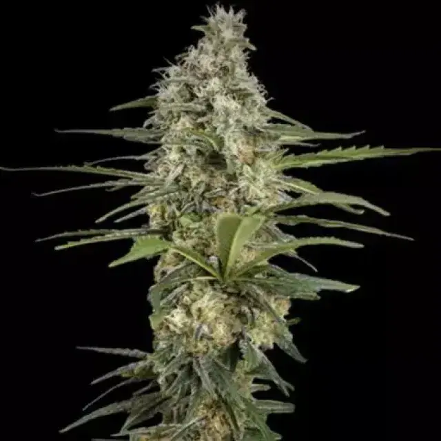 Mint Runtz Auto Feminised Cannabis Seeds | Spliff Seeds.