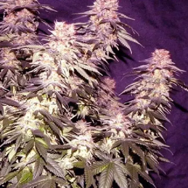 Orange Fizz Regular Cannabis Seeds | Apothecary Genetics Seeds