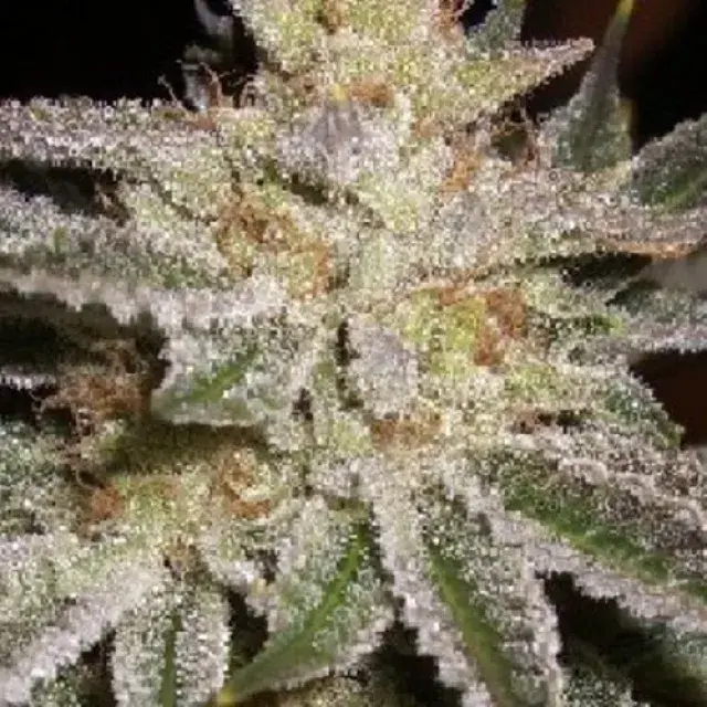 Sour Berry Regular Cannabis Seeds | Apothecary Genetics Seeds