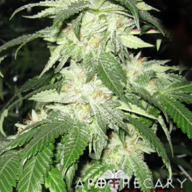 Regulator OG Regular Cannabis Seeds | Apothecary Genetics Seeds