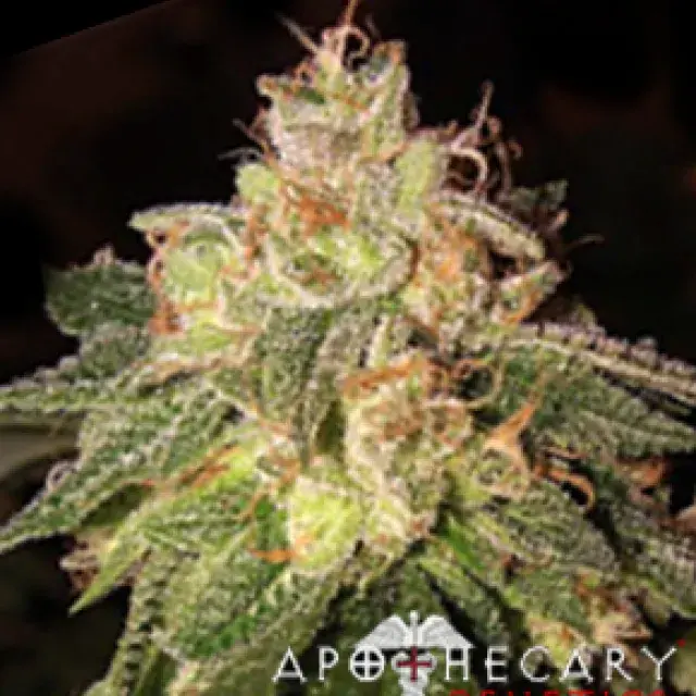  Buy Apothecary Genetics SFV OG Regular Cannabis Seeds