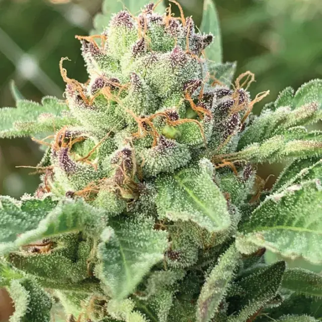Apple Blossom Feminised Cannabis Seeds - Humboldt Seed Company