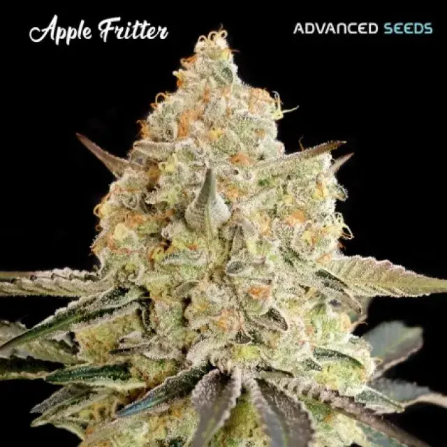 Apple Fritter Feminised Cannabis Seeds - Advanced Seeds 
