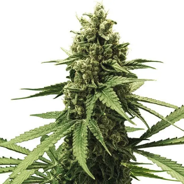 Apple Fritter Feminised Cannabis Seeds | Royal Queen Seeds