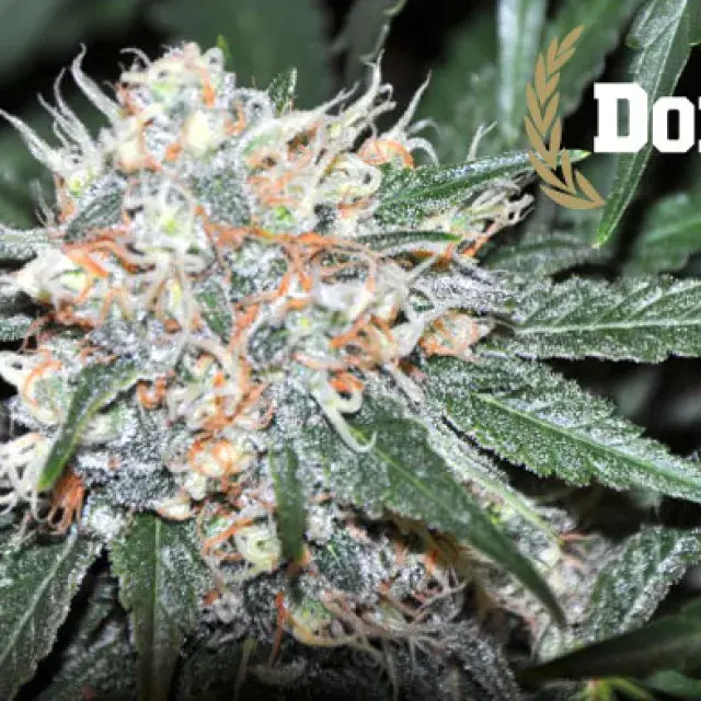 Don Tangelo Feminised Cannabis Seeds | Allstar Genetics