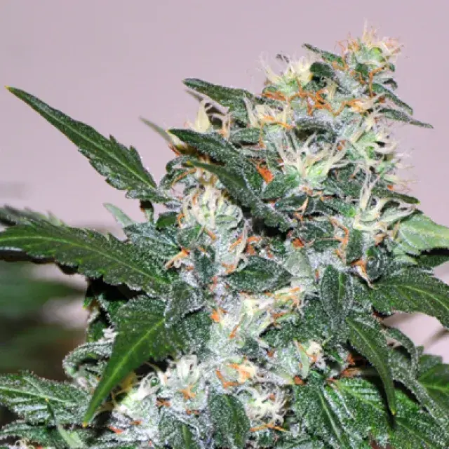 El Cid Feminised Cannabis Seeds | Allstar Genetics