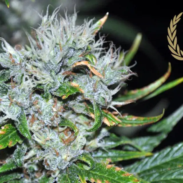 Kaligria Feminised Cannabis Seeds | Allstar Genetics