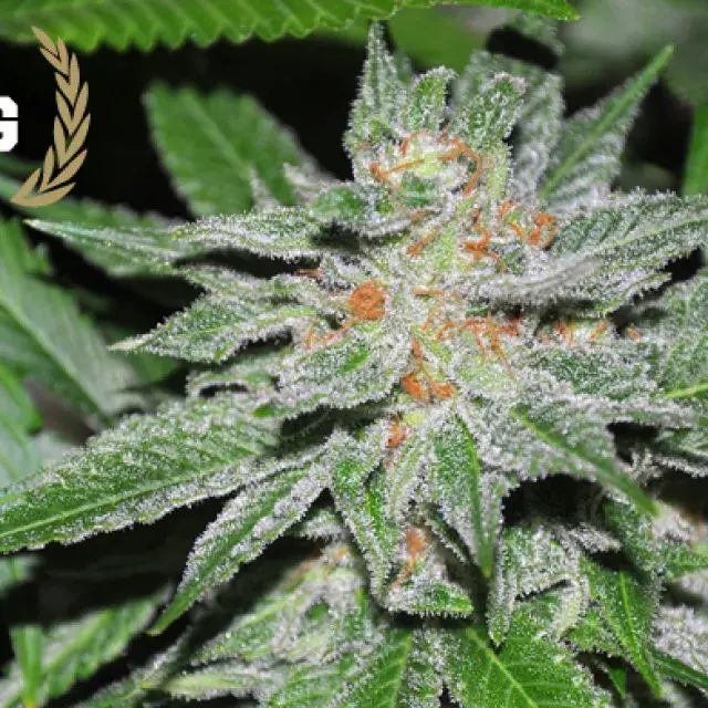  King Kong Regular Cannabis Seeds | Allstar Genetics