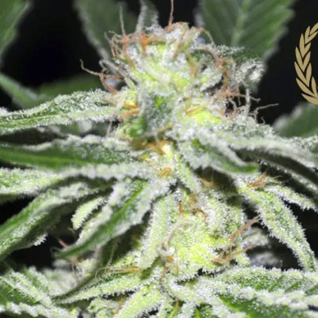 Kushdee Feminised Cannabis Seeds | Allstar Genetics
