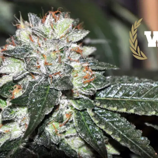 Westside Feminised Cannabis Seeds | Allstar Genetics