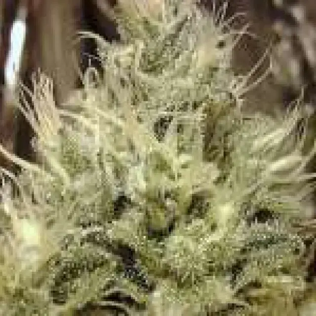  Aurora Indica Feminised Cannabis Seeds | Nirvana