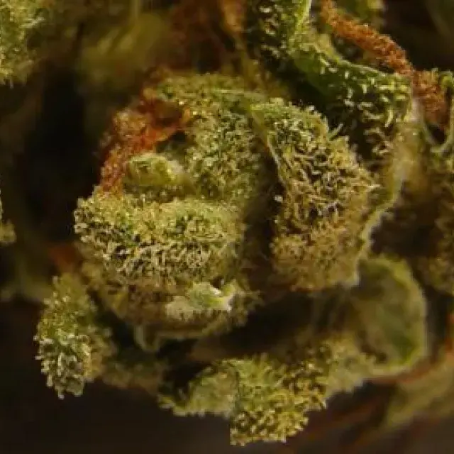 Auto Afghani Feminised Cannabis Seeds