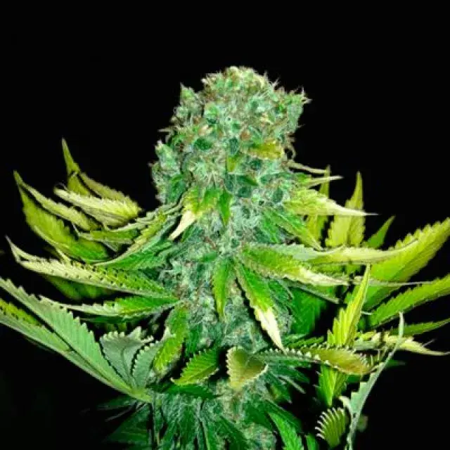 Auto Love Peace Feminised Cannabis Seeds (Formerly Auto Love Cheese)