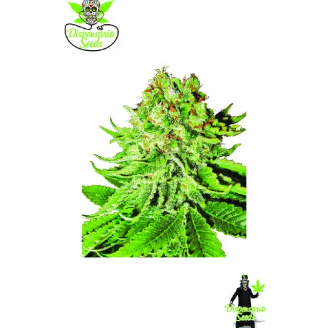 Auto NL Aurora Feminised Cannabis Seeds | Dispensario Seeds