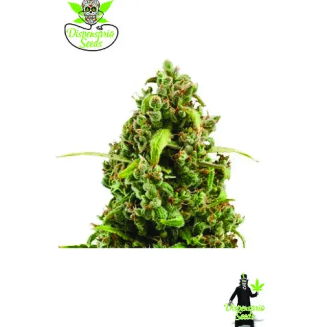 Auto NYC Bronx  Diesel Feminised Cannabis Seeds | Dispensario Seeds