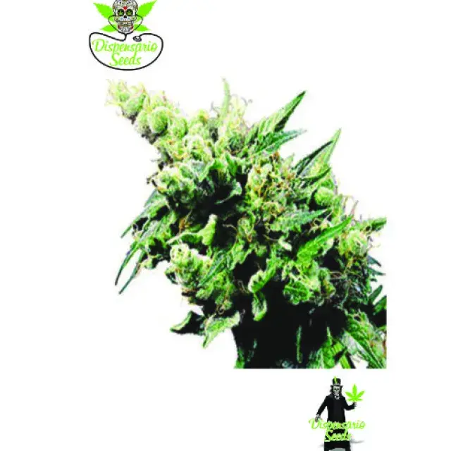 Auto Old School Hashplant Feminised Cannabis Seeds | Dispensario Seeds