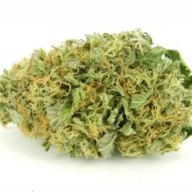  Auto Torpedo Feminised Cannabis Seeds