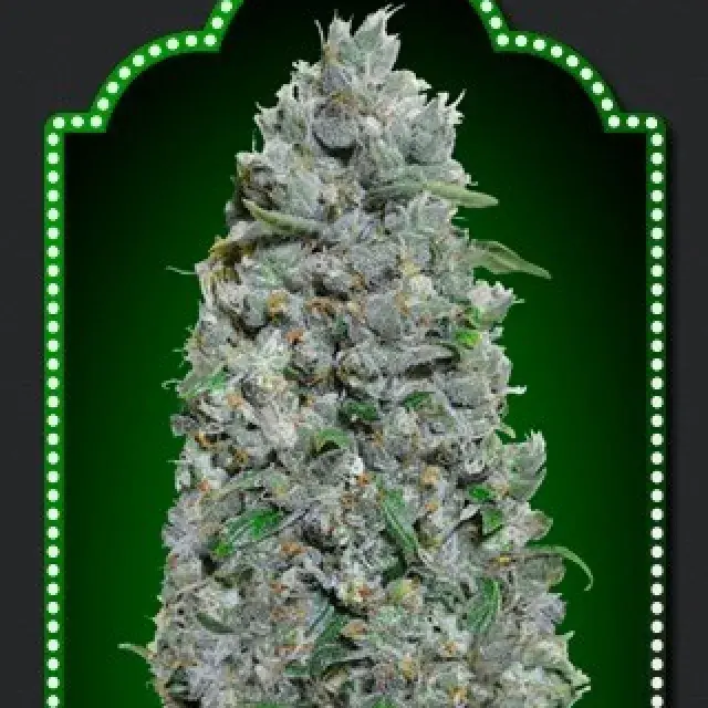 Auto Afghan Mass XXL Feminised Cannabis Seeds | OO Seeds