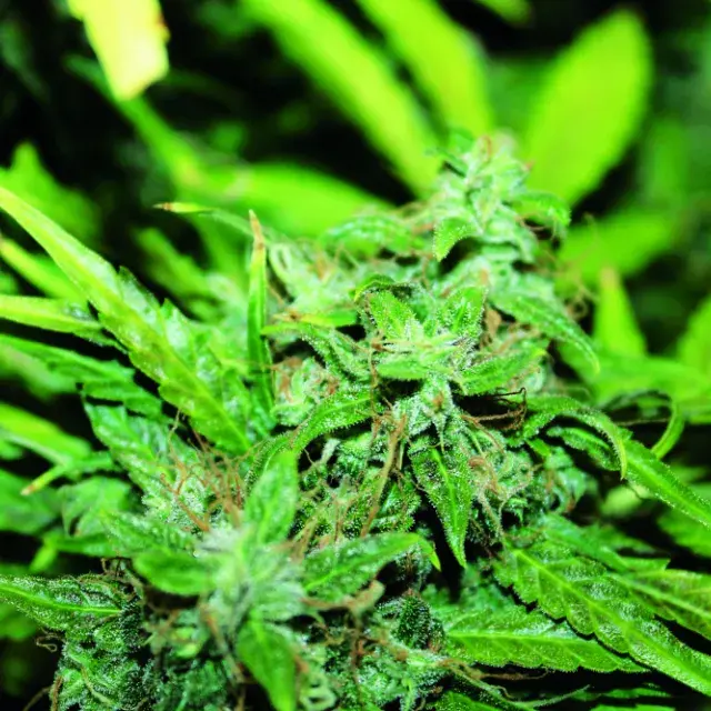Amnesia Feminised Cannabis Seeds | Seedsman