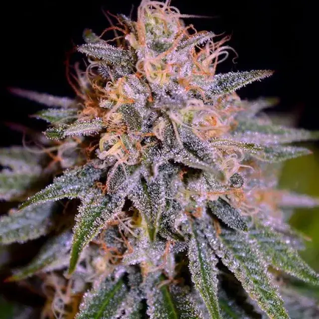 Biscotti Auto Feminised Cannabis Seeds | Cream Of The Crop