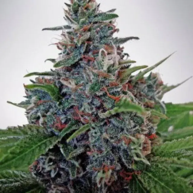 Auto Blue Amnesia Feminised Cannabis Seeds | Ministry of Cannabis