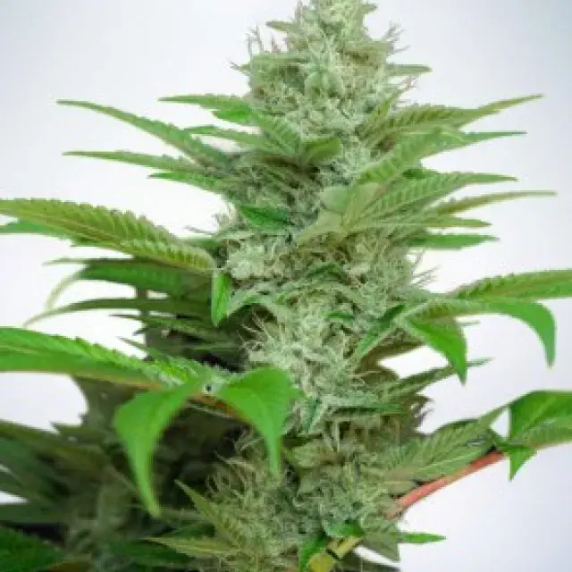 Auto CBD Star Feminised Cannabis Seeds | Ministry of Cannabis