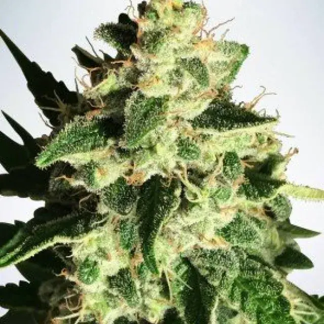 Auto God's Glue Feminised Cannabis Seeds | Ministry of Cannabis