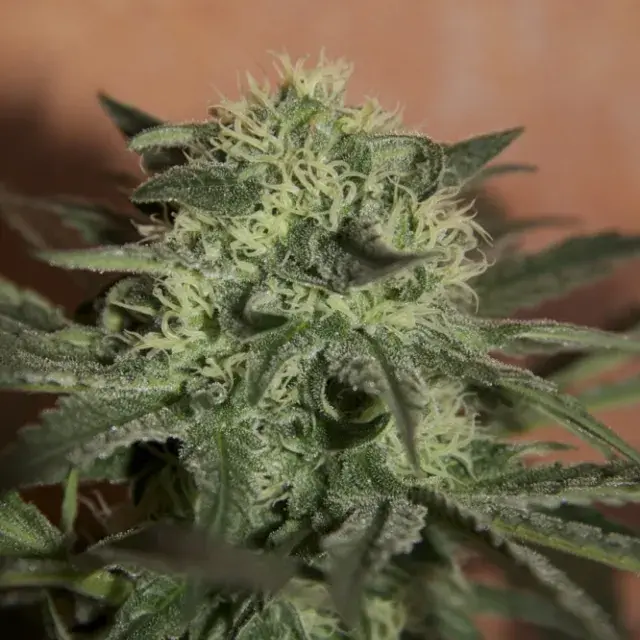 Auto Lemon Feminised Cannabis Seeds | Seedsman