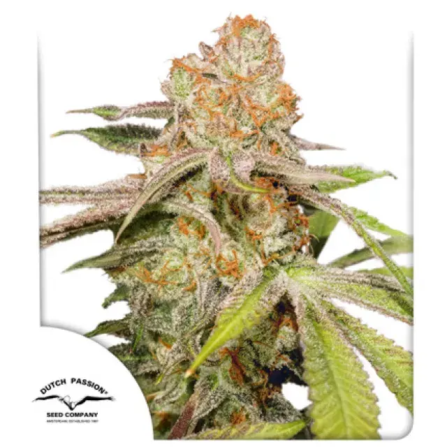 Auto MAC #1 Feminised Cannabis Seeds | Dutch Passion