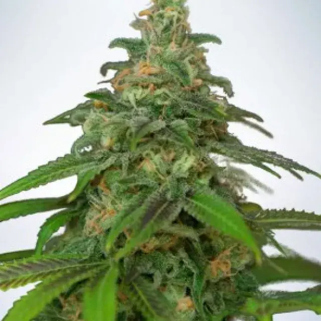 Auto Mandarin Haze Feminised Cannabis Seeds | Ministry of Cannabis