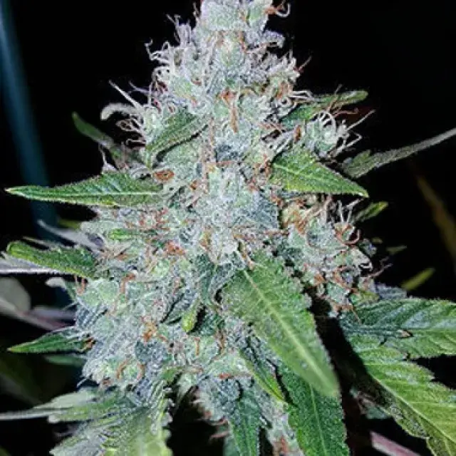 Auto Monster Mass Feminised Cannabis Seeds | Critical Mass Collective Seeds