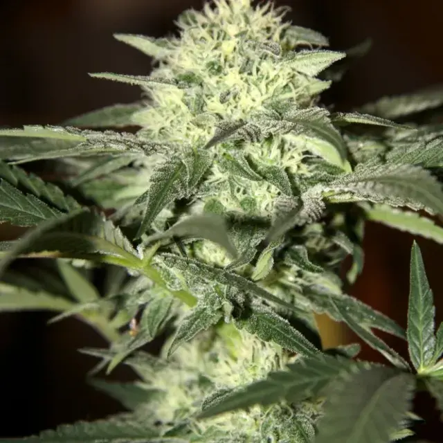 Auto Moscow Feminised Cannabis Seeds | Seedsman