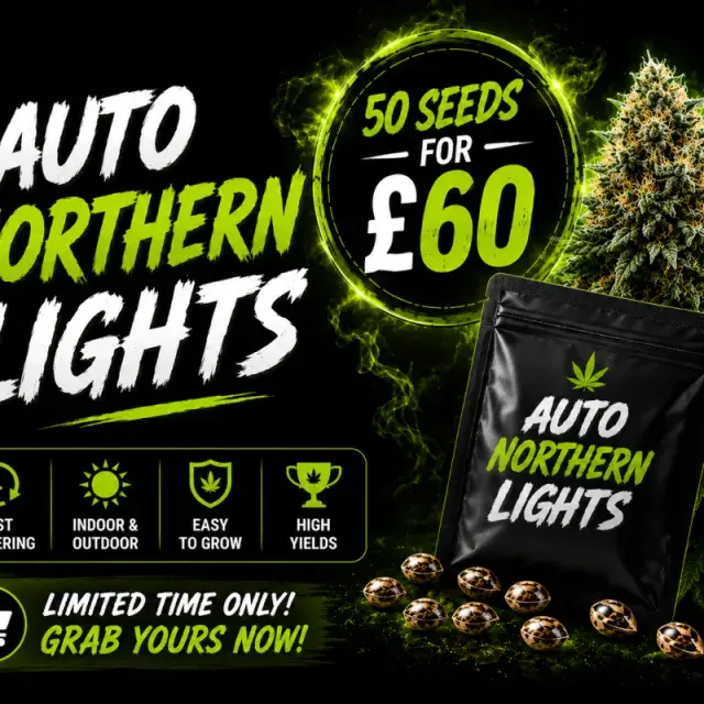 Auto Northern Lights 50 Seed Pack | Discount Cannabis Seeds.