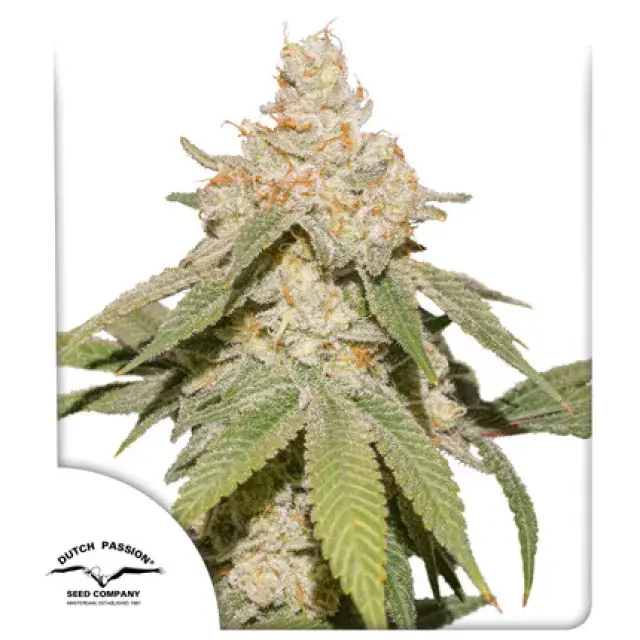Auto SFV OG Feminised Cannabis Seeds | Dutch Passion
